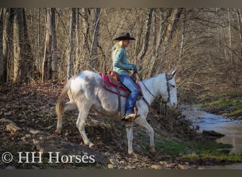 American Quarter Horse, Stute, 12 Jahre, 147 cm, Roan-Blue