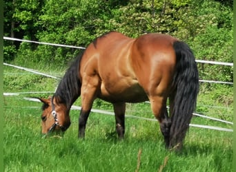 American Quarter Horse, Stute, 12 Jahre, 147 cm, Rotbrauner