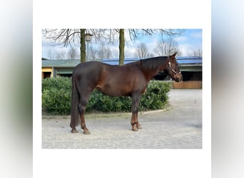 American Quarter Horse, Stute, 12 Jahre, 148 cm, Dunkelfuchs