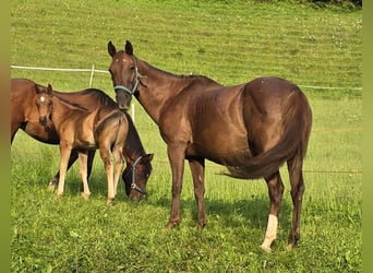American Quarter Horse, Stute, 12 Jahre, 148 cm, Dunkelfuchs