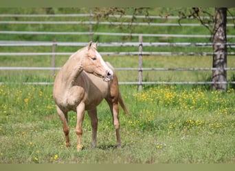 American Quarter Horse, Stute, 12 Jahre, 148 cm, Palomino