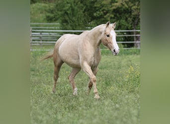 American Quarter Horse, Stute, 12 Jahre, 148 cm, Palomino