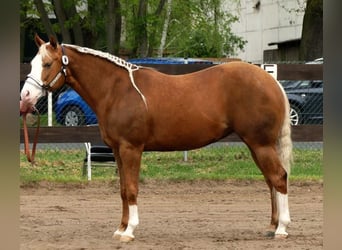 American Quarter Horse, Stute, 12 Jahre, 148 cm, Palomino