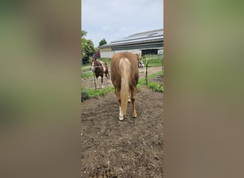 American Quarter Horse, Stute, 12 Jahre, 148 cm, Palomino