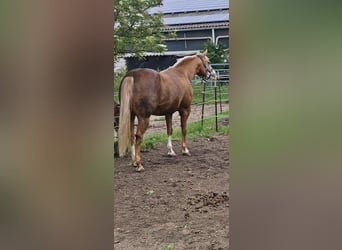 American Quarter Horse, Stute, 12 Jahre, 148 cm, Palomino