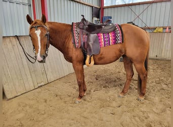 American Quarter Horse, Stute, 12 Jahre, 148 cm, Red Dun