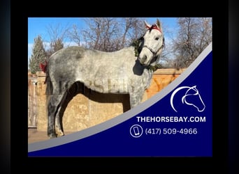 American Quarter Horse, Stute, 12 Jahre, 150 cm, Apfelschimmel