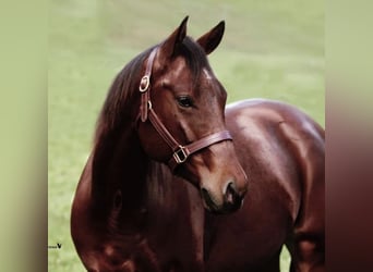 American Quarter Horse, Stute, 12 Jahre, 150 cm, Brauner