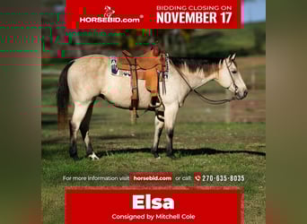 American Quarter Horse, Stute, 12 Jahre, 150 cm, Buckskin