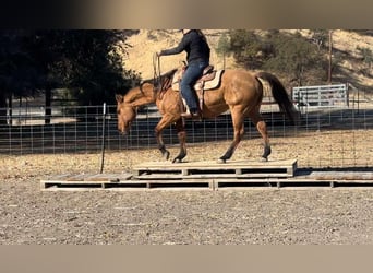 American Quarter Horse, Stute, 12 Jahre, 150 cm, Falbe