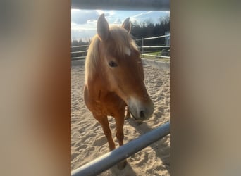 American Quarter Horse Mix, Stute, 12 Jahre, 150 cm, Fuchs