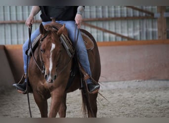 American Quarter Horse, Stute, 12 Jahre, 150 cm, Fuchs