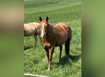 American Quarter Horse, Stute, 12 Jahre, 150 cm, Fuchs