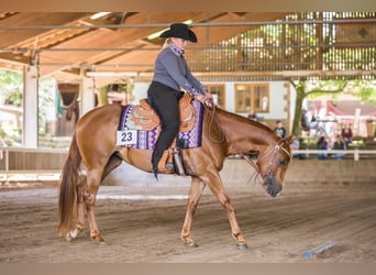 American Quarter Horse, Stute, 12 Jahre, 150 cm, Fuchs
