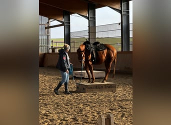 American Quarter Horse, Stute, 12 Jahre, 150 cm, Fuchs