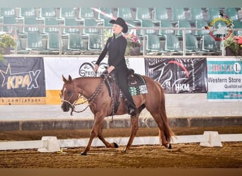 American Quarter Horse, Stute, 12 Jahre, 150 cm, Fuchs