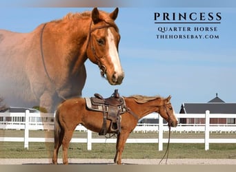 American Quarter Horse, Stute, 12 Jahre, 150 cm, Palomino