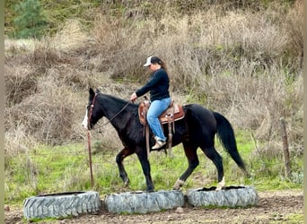 American Quarter Horse, Stute, 12 Jahre, 150 cm, Rappe