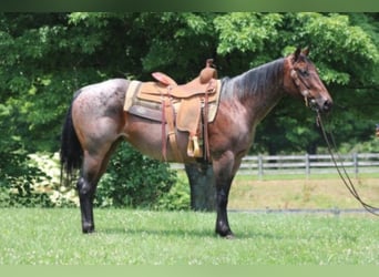 American Quarter Horse, Stute, 12 Jahre, 150 cm, Roan-Bay