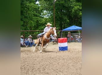 American Quarter Horse Mix, Stute, 12 Jahre, 150 cm, Roan-Red