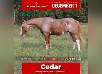 American Quarter Horse Mix, Stute, 12 Jahre, 150 cm, Roan-Red