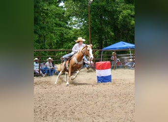 American Quarter Horse, Stute, 12 Jahre, 150 cm, Sabino