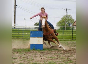 American Quarter Horse, Stute, 12 Jahre, 150 cm, Sabino