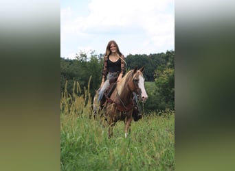 American Quarter Horse, Stute, 12 Jahre, 150 cm, Sabino