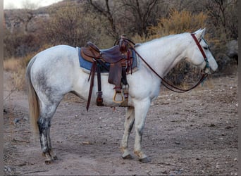 American Quarter Horse, Stute, 12 Jahre, 150 cm, Schimmel