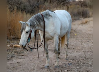 American Quarter Horse, Stute, 12 Jahre, 150 cm, Schimmel