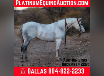 American Quarter Horse, Stute, 12 Jahre, 150 cm, Schimmel