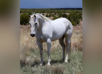 American Quarter Horse, Stute, 12 Jahre, 150 cm, Schimmel
