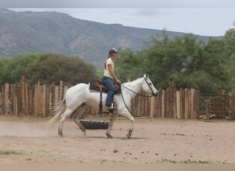 American Quarter Horse, Stute, 12 Jahre, 150 cm, Schimmel