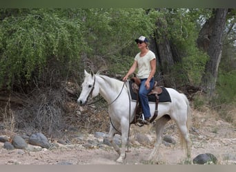 American Quarter Horse, Stute, 12 Jahre, 150 cm, Schimmel