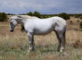 American Quarter Horse, Stute, 12 Jahre, 150 cm, Schimmel