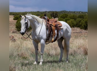 American Quarter Horse, Stute, 12 Jahre, 150 cm, Schimmel