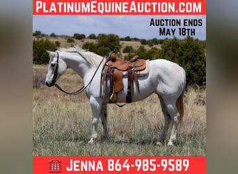 American Quarter Horse, Stute, 12 Jahre, 150 cm, Schimmel