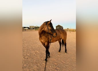 American Quarter Horse, Stute, 12 Jahre, 152 cm, Buckskin