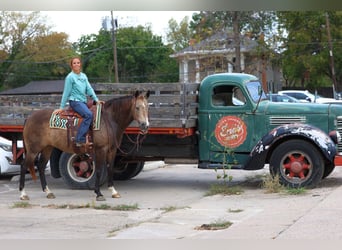 American Quarter Horse, Stute, 12 Jahre, 152 cm, Buckskin