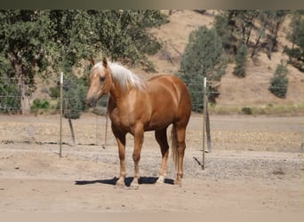 American Quarter Horse, Stute, 12 Jahre, 152 cm, Palomino