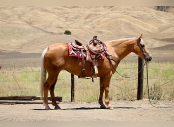 American Quarter Horse, Stute, 12 Jahre, 152 cm, Palomino