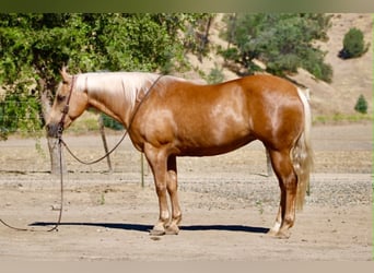 American Quarter Horse, Stute, 12 Jahre, 152 cm, Palomino