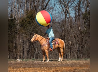 American Quarter Horse, Stute, 12 Jahre, 152 cm, Palomino