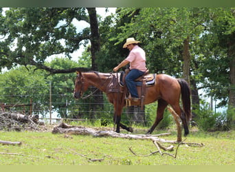 American Quarter Horse, Stute, 12 Jahre, 152 cm, Roan-Bay