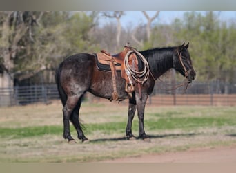 American Quarter Horse, Stute, 12 Jahre, 152 cm, Roan-Blue