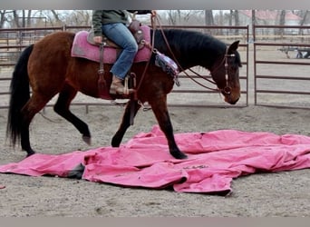 American Quarter Horse, Stute, 12 Jahre, 152 cm, Rotbrauner