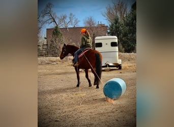 American Quarter Horse, Stute, 12 Jahre, 152 cm, Rotbrauner