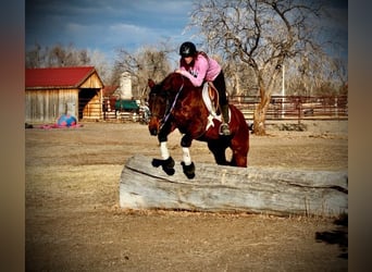 American Quarter Horse, Stute, 12 Jahre, 152 cm, Rotbrauner