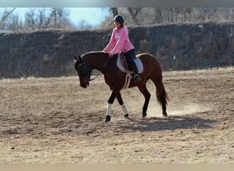 American Quarter Horse, Stute, 12 Jahre, 152 cm, Rotbrauner