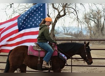 American Quarter Horse, Stute, 12 Jahre, 152 cm, Rotbrauner